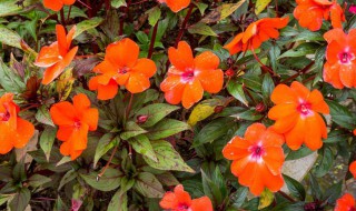 旱莲的养殖方法及注意事项 旱地莲养殖方法