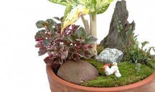 长型花盆适合养什么花（长方形的花盆适合养什么植物）