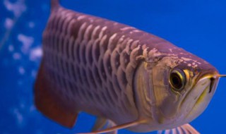 中华龙鱼的养殖方法和注意事项（中华龙鱼值多少钱）