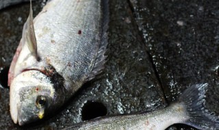 鲈鱼养殖注意 鲈鱼养殖技巧