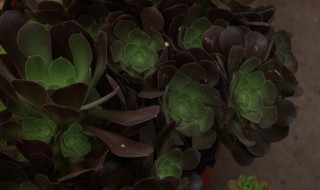 黑法师的养殖方法的注意事项 黑法师的养殖方法可以水养吗