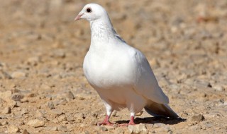 肉鸽养殖注意事项（肉鸽养殖技术注意事项）