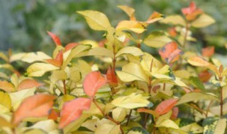 黄金络石养殖注意事项(络石养殖黄金络石养殖注意事项)