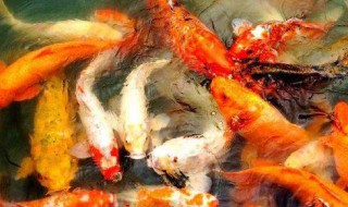 锦鲤养殖注意事项（锦鲤的家庭养殖方法和注意事项）