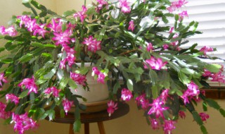 蟹抓兰的养殖方法和注意事项（蟹爪兰的养殖方法和注意事项冬季）