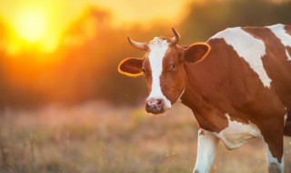 青牛的养殖方法和注意事项 养牛怎么储存青草冬天来喂