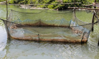 暴雨水产养殖场注意事项 水产养殖暴雨天气怎么应激