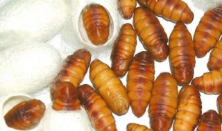 活蛹保存方法 活茧蛹冬天怎么保存方法