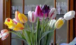 厨房里放郁金香可以吗 郁金香能放厨房吗