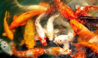 公司适合养什么鱼 办公司养什么鱼比较好