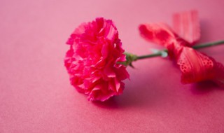 康乃馨水培养殖方法和注意事项 康乃馨水培养殖方法和注意事项图片