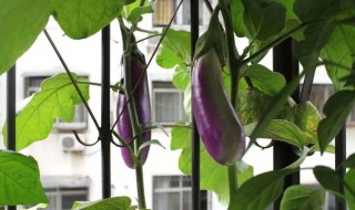 阳台茄子的种植方法 阳台茄子的种植方法和管理技术