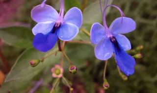 蓝蝴蝶的养殖方法与注意事项 蓝蝴蝶的养殖方法和注意事项