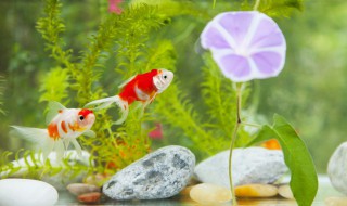 水库适合养什么鱼 深水水库适合养什么鱼