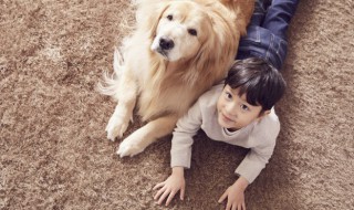 儿童适合养什么狗 家有儿童适合养什么狗