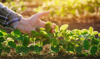 阳台种菜用什么土最好 阳台蔬菜用什么土壤好