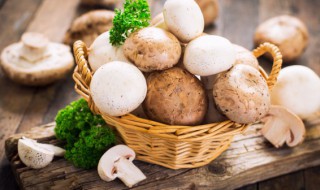鲜磨菇放冰箱冻可以吗（蘑菇能否放冰箱）