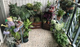 阳台放什么植物好 阳台放什么植物好风水