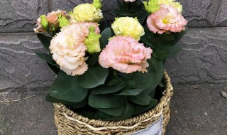 什么花种在阳台好（什么花适合种在阳台）