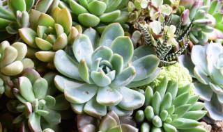 多肉养殖方法要注意什么 种养多肉需要注意些什么