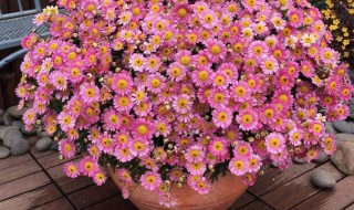 夏天阳台适合养什么花 夏天阳台适合种什么植物