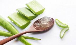 办公室适合养什么绿植（没有阳光的办公室适合养什么绿植）