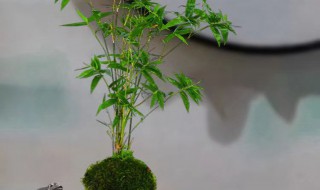 家里适合养什么盆景（家里适合养什么盆景植物）