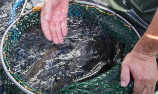 孔雀鱼鱼苗养殖注意事项（孔雀鱼苗养殖要注意什么）