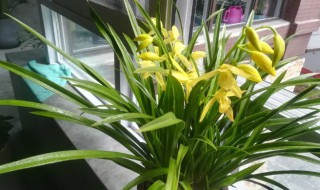 兰花的养殖方法和注意哪些（兰花花的养殖方法和注意事项）