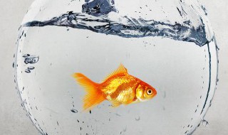 沙发左侧放鱼缸可以吗（鱼缸摆放沙发旁边可以吗）