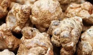 田七怎么保存方法 田三七怎么保存