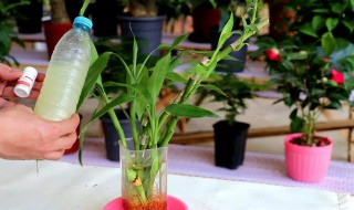 泡根的养殖方法和注意事项（花如何泡根）