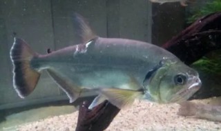 巨暴鱼的养殖方法和注意事项（巨暴鱼在鱼缸里能长多大）