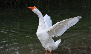 小娥养殖注意什么