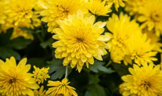 菊花养殖方法和注意事项盆栽 菊花的养殖方法与技巧