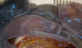 鲜海蜇冷冻保存方法（鲜海蜇可以冷冻保存吗）