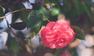 秋季花的养殖方法和注意事项(冬季养花的注意事项)