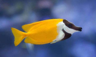 狐鱼的养殖方法和注意事项（狐狸鱼怎么养）