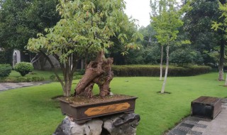 门口放樟树盆可以吗(门口可以栽樟树吗)