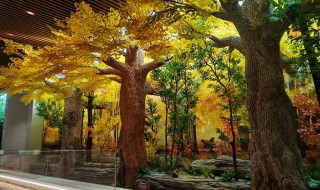 仿真银杏树放客厅可以吗 银杏树可以养在室内吗