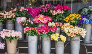 鲜花能放冰箱冷藏吗 鲜花可以冰箱保存吗