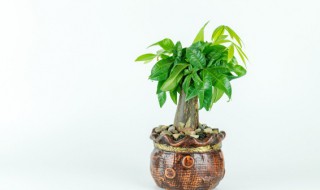 阳台放什么好(阳台放什么好风水)