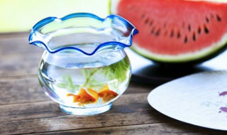 鱼缸自来水放一天可以吗（鱼缸刚放的自来水几天后可以养鱼）