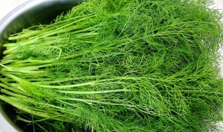 蒸茴香的做法（蒸茴香的做法大全视频）