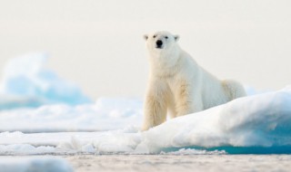 熊的英文怎么读（熊猫的英文怎么读）