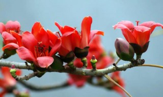 广东省花是什么花 广东省花是什么花?