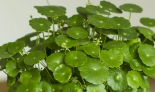 盆栽的铜钱草怎么移植到水里（铜钱草放水里怎么养殖）