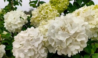 中华木绣球花期（中华木绣球花期要不要天天浇水）