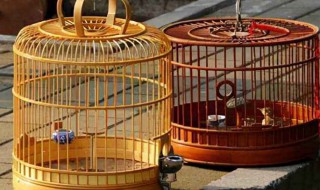 画眉鸟冬天可以挂在室外吗(画眉鸟怕冷吗冬天需要挂在房子里吗)