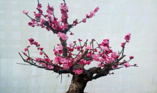 红梅盆栽可不可以放在卧室（红梅盆栽可以放室内吗）